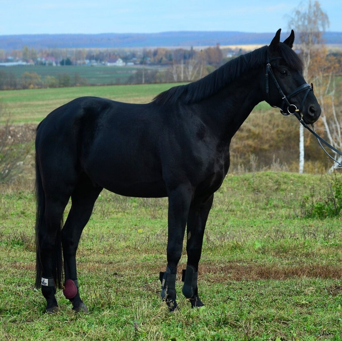 Тракененская лошадь Вороная