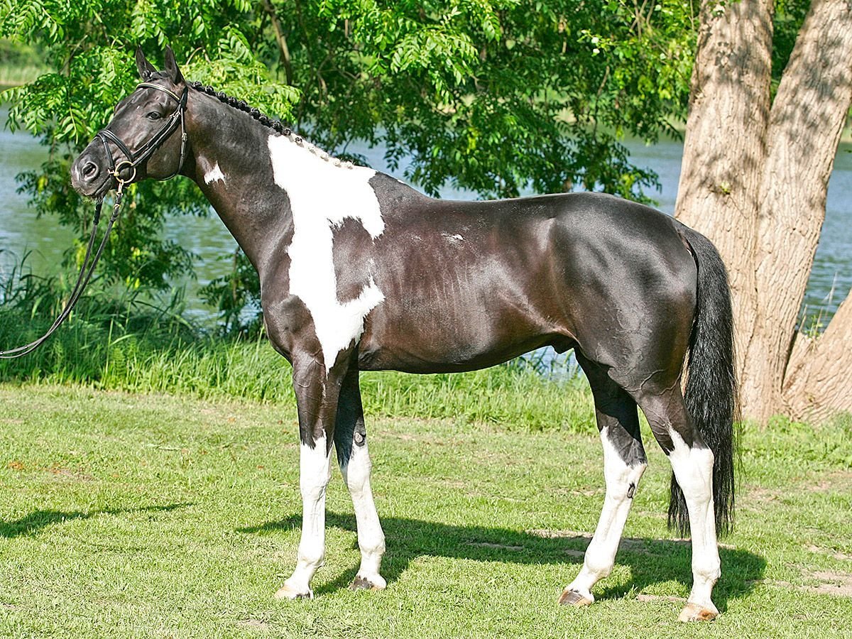 Тракененская чистокровная порода лошадей