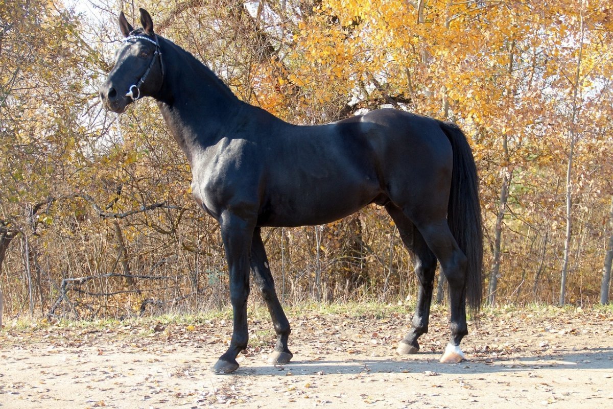 Тракененская порода лошадей Вороная