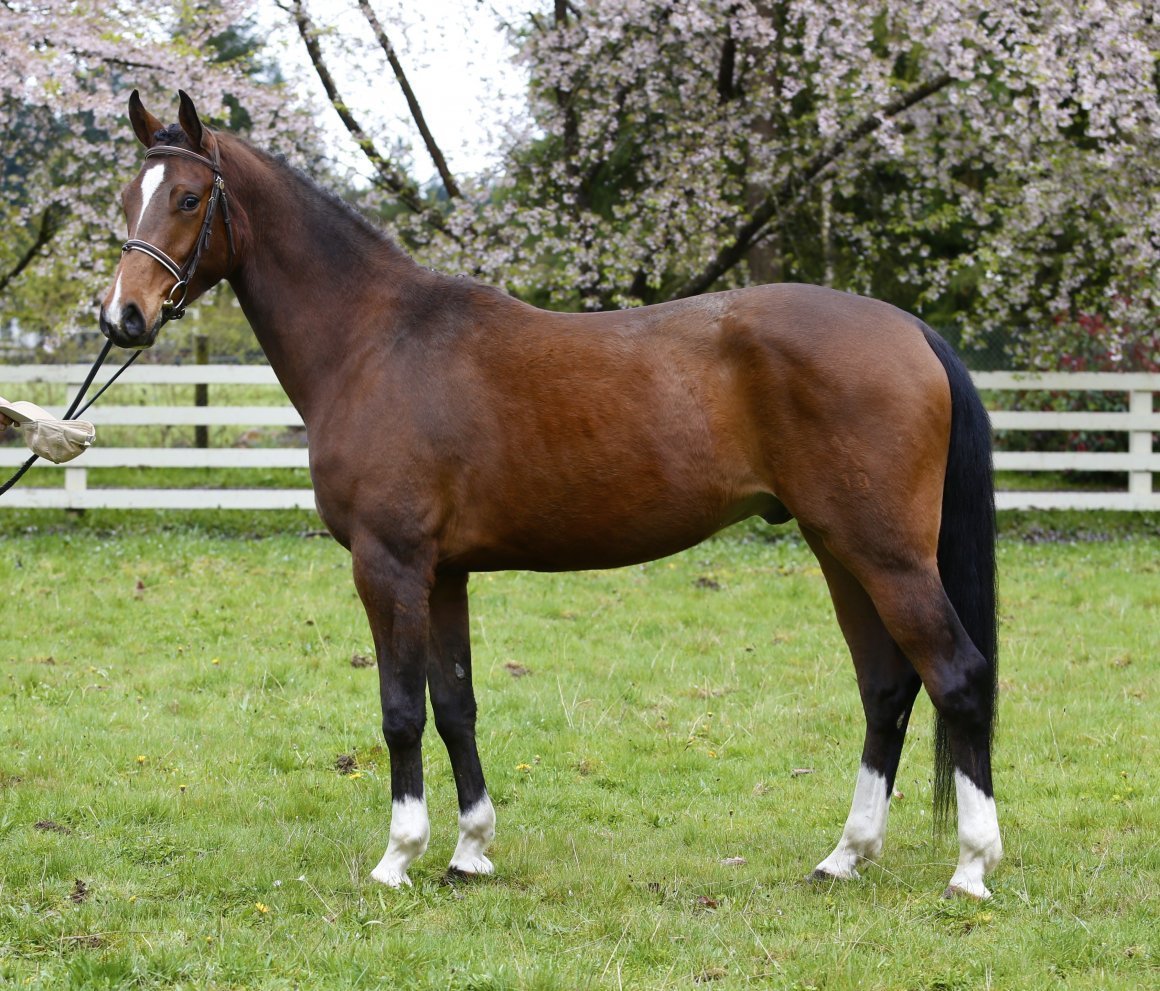 Ганноверская порода лошадей