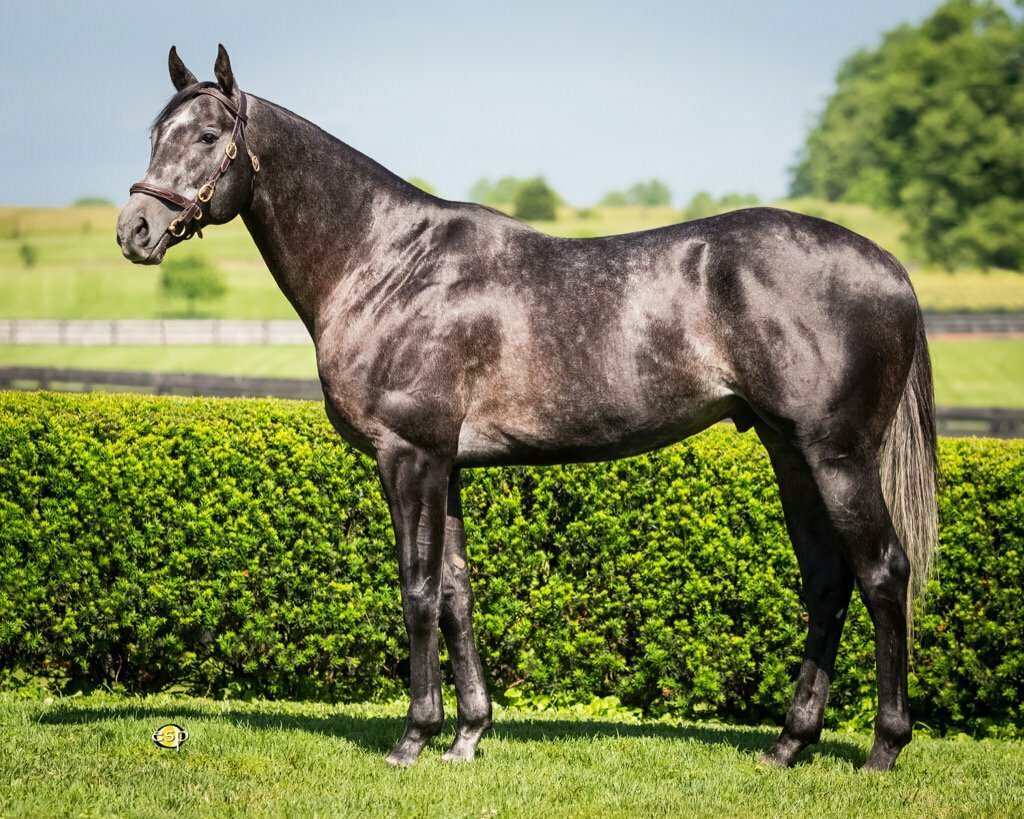 Английская чистокровная верховая лошадь