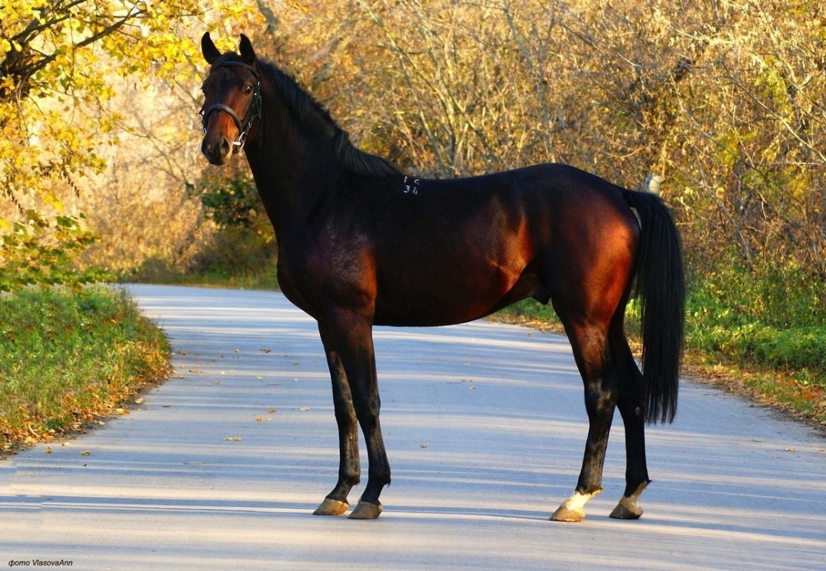 Тракененская лошадь гнедая