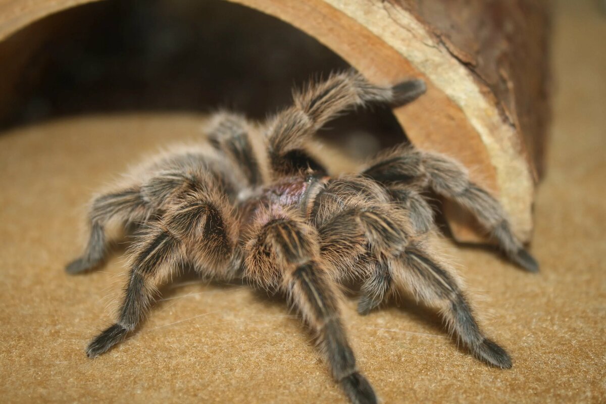 Паук Brachypelma smithi голод