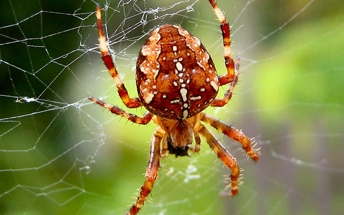 Паук крестовик Дальневосточный