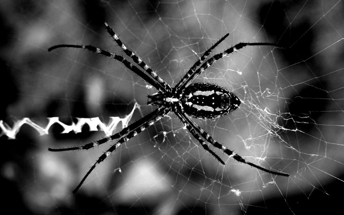 Паук черно белый