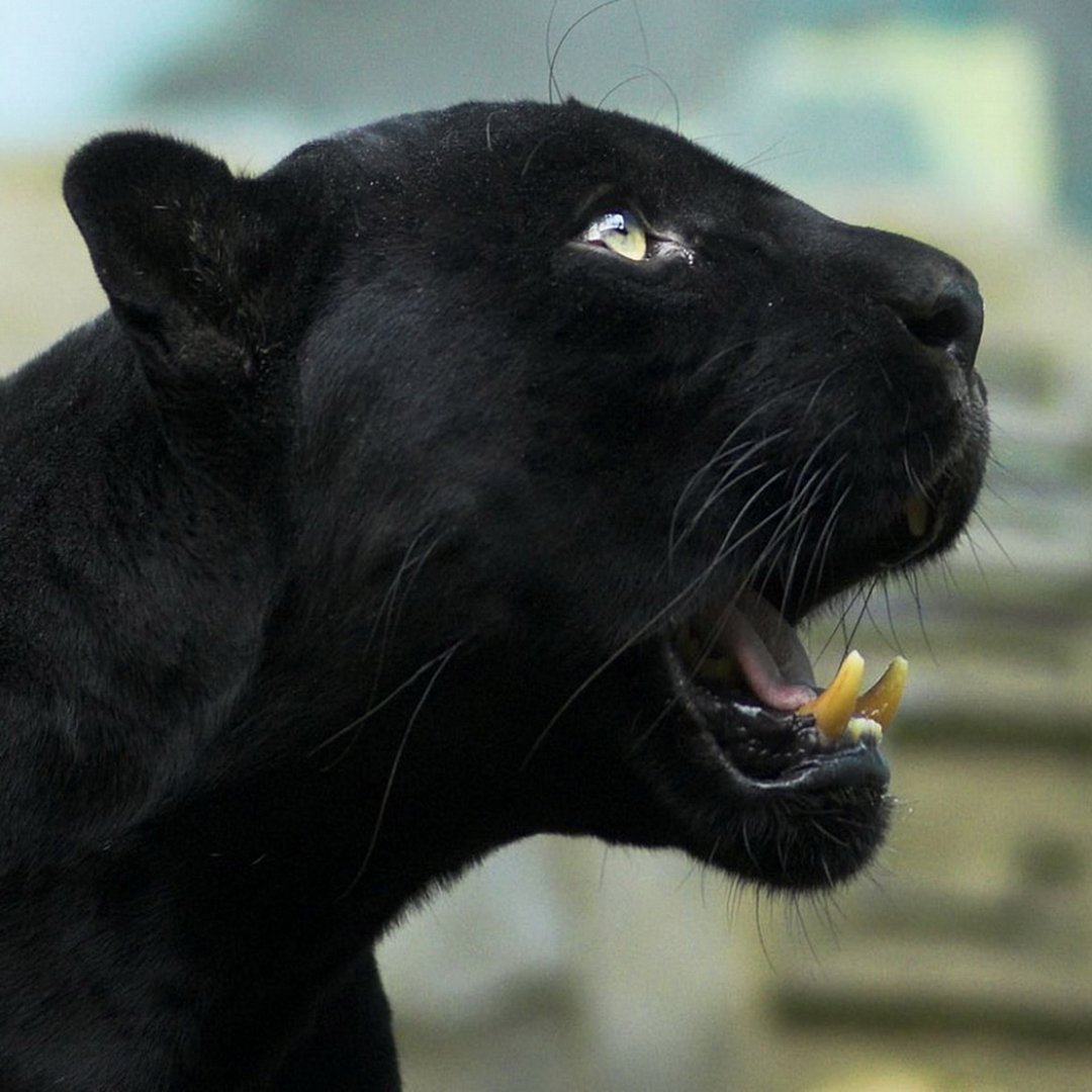 Грация пантеры