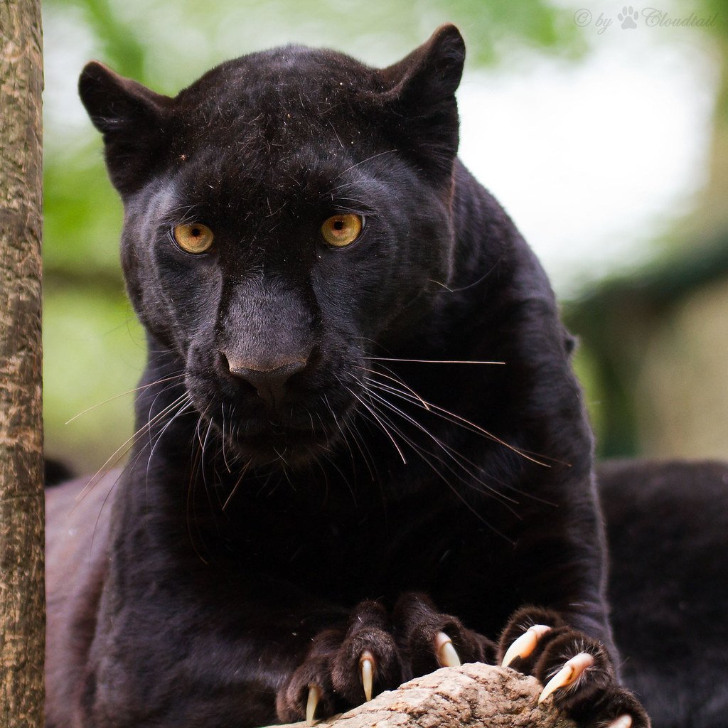 Гепард меланист чёрный