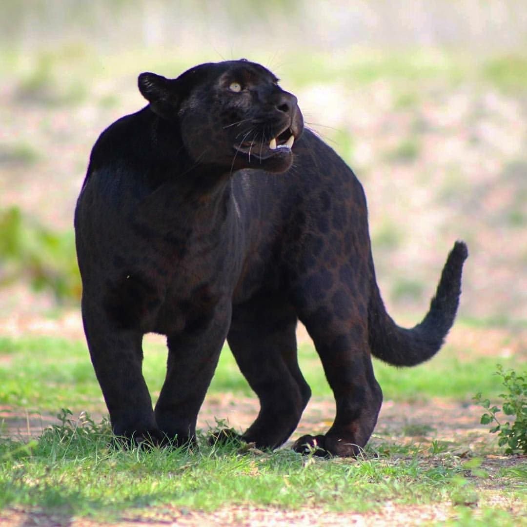 Пантера меланист