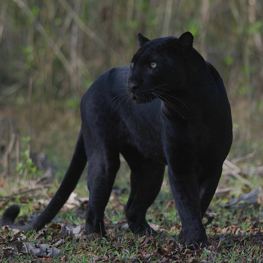 Пантера самец