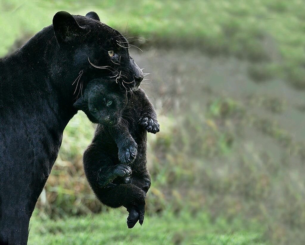 Черная пантера с детёнышем