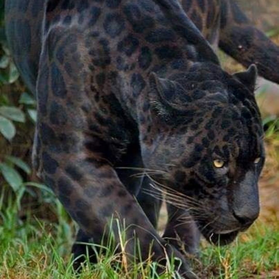 Ягуар леопард Пума