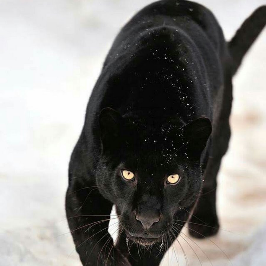 Пантера в прыжке