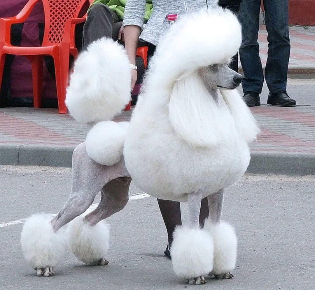 Белый Королевский пудель