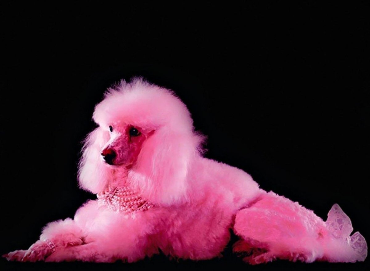 Разноцветные Пудели