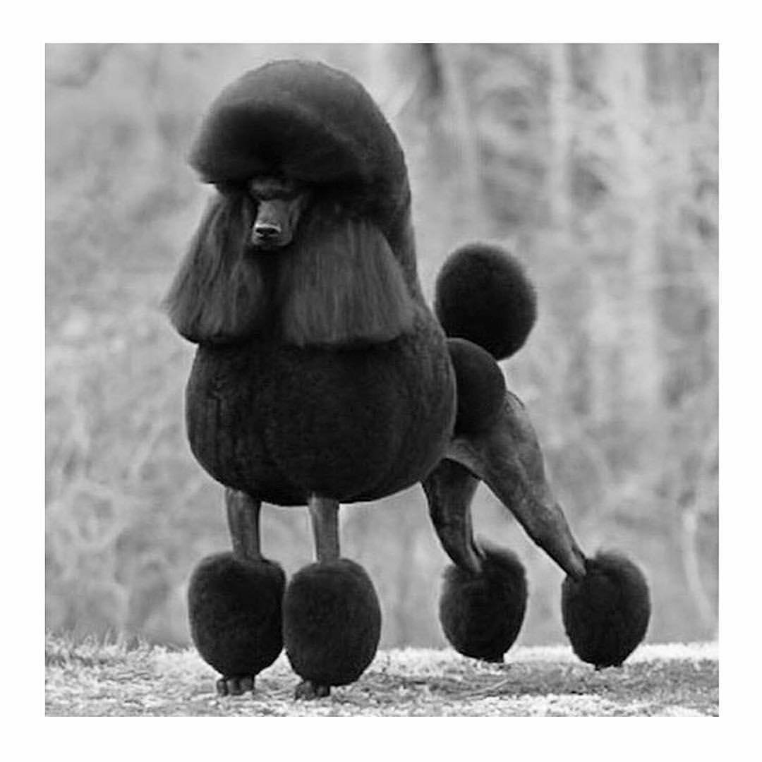 Королевский пудель черный