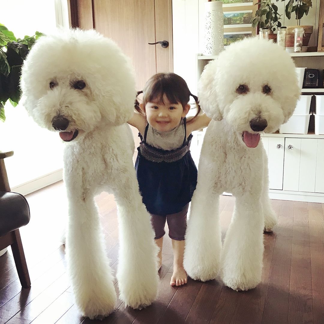 Китайский Королевский пудель