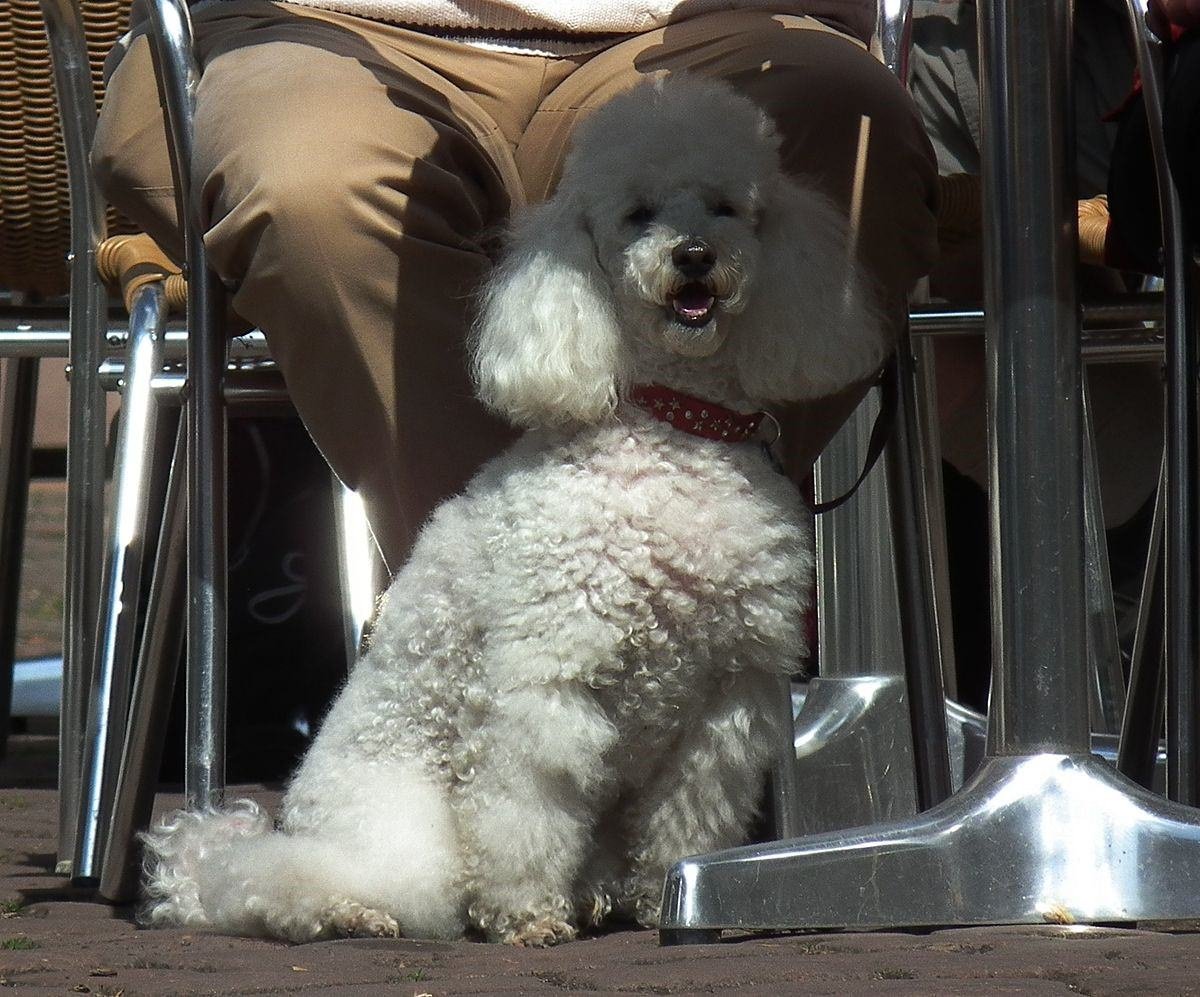 Японский пудель Кокоро