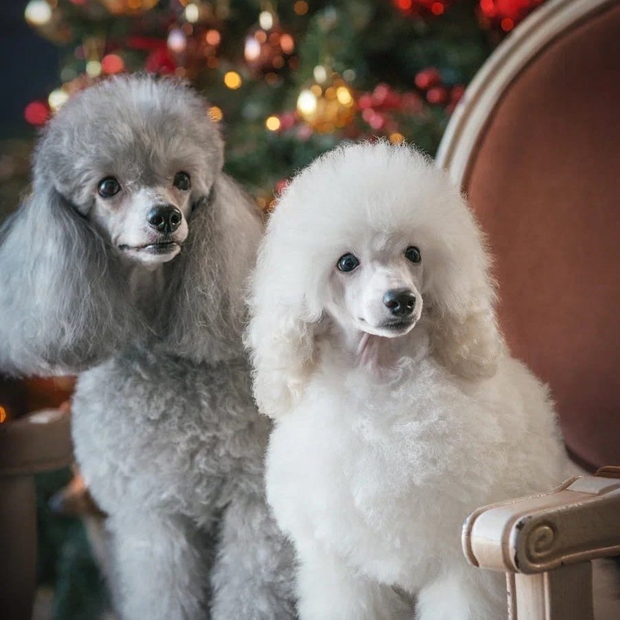 Заводчик пуделя малого