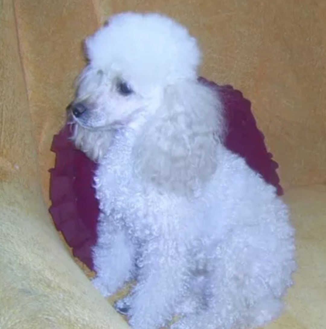 Пудель с ожирением