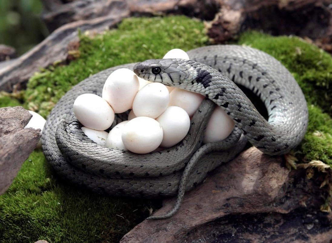 Яйца гадюки обыкновенной