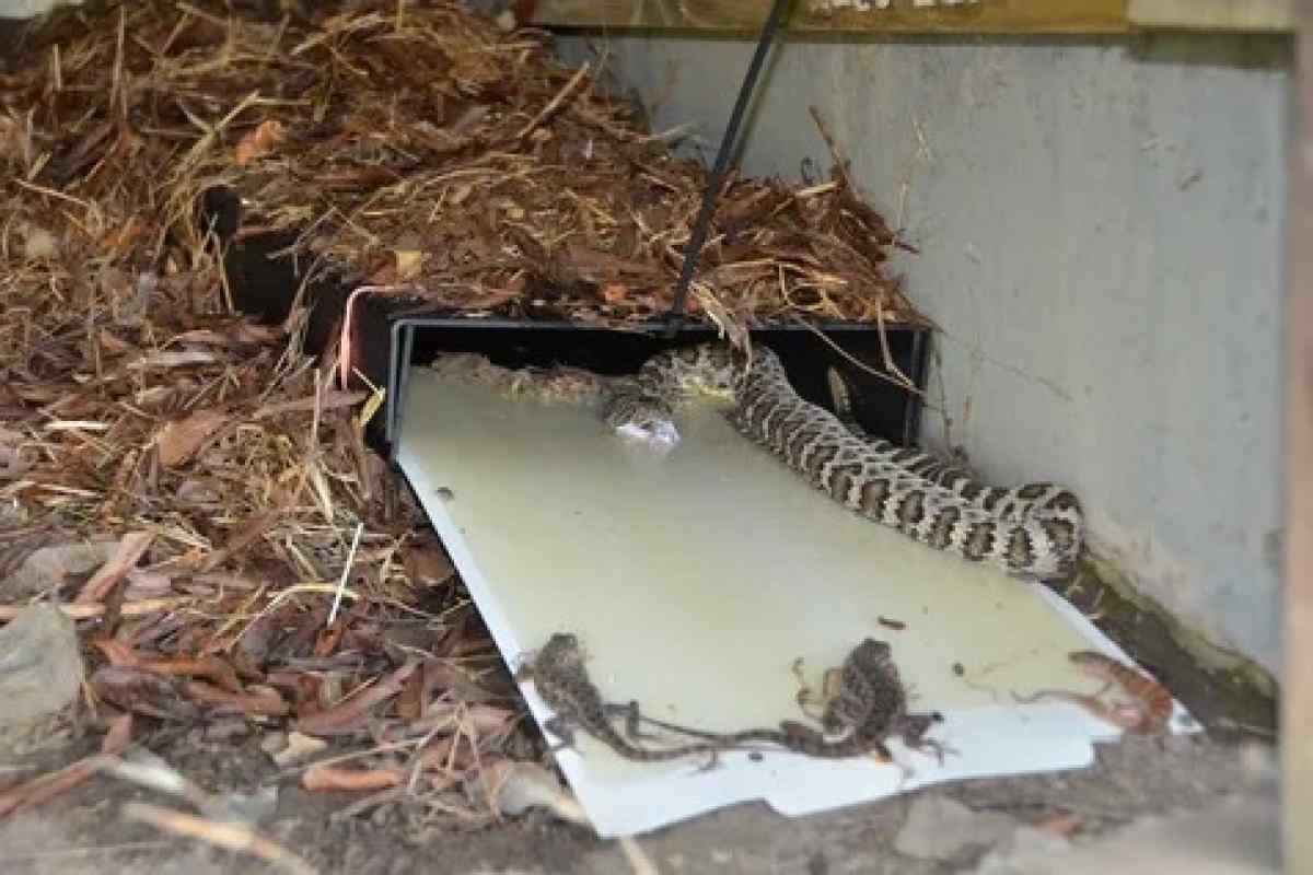 ЛОВУШКА для змей