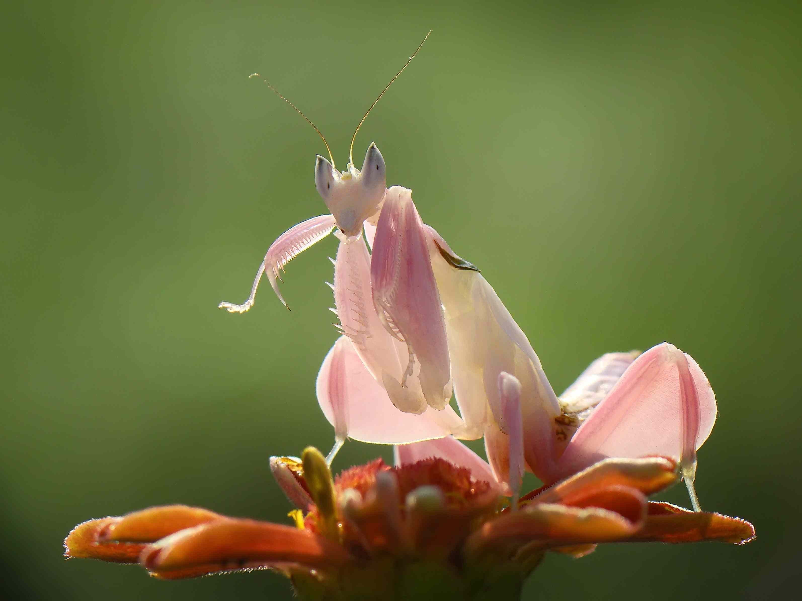 Виды насекомых в орхидеях. Орхидейный богомол личинки. Малазийский орхидейный богомол. Орхидейный богомол (Hymenopus coronatus). Орхидейный богомол маскировка.