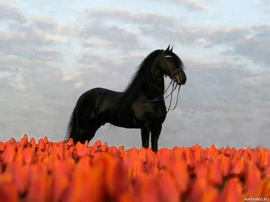 Рыже черная лошадь. Андалузская лошадь Вороная. Лошади вороные андалузской породы. Черный конь. Конь в поле.