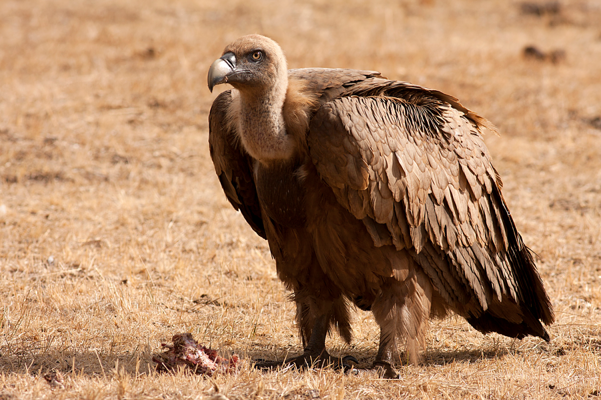 Бурый Стервятник