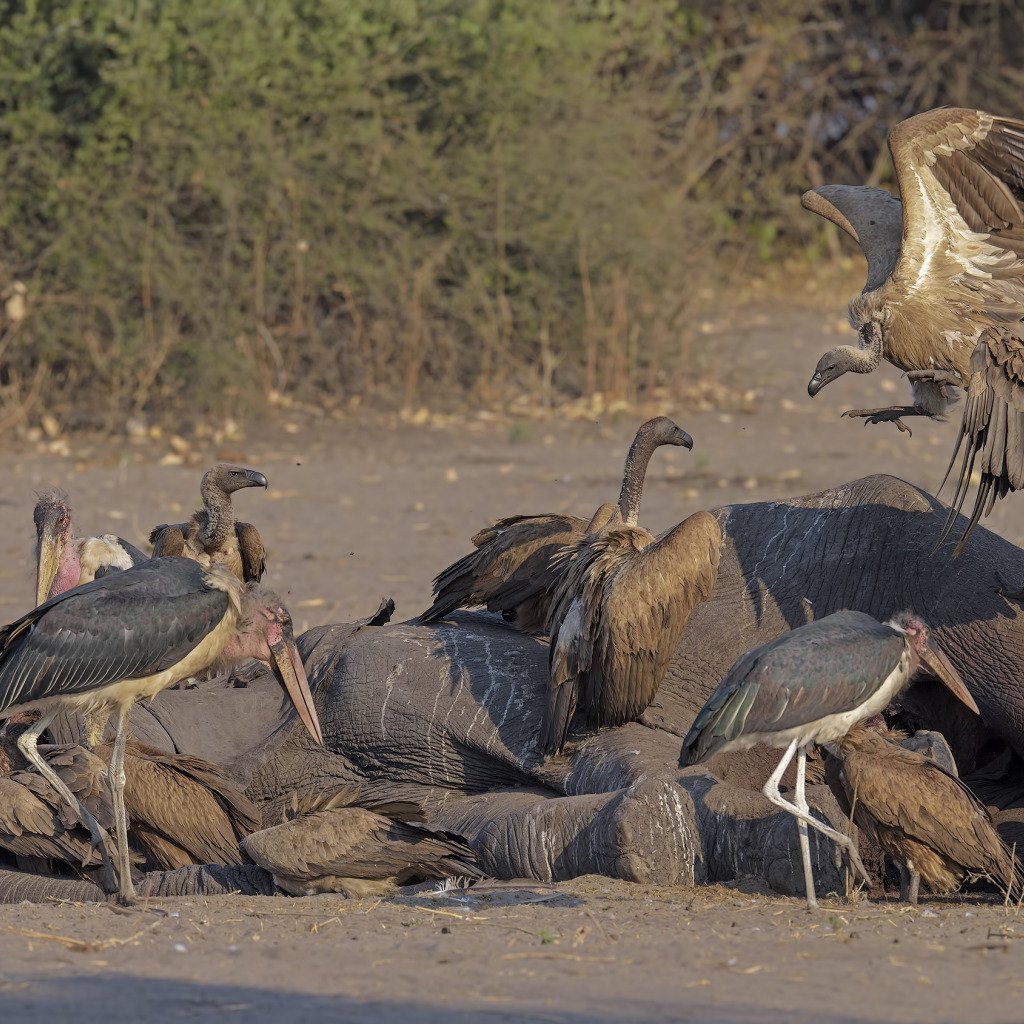 Птица пустыни падальщик