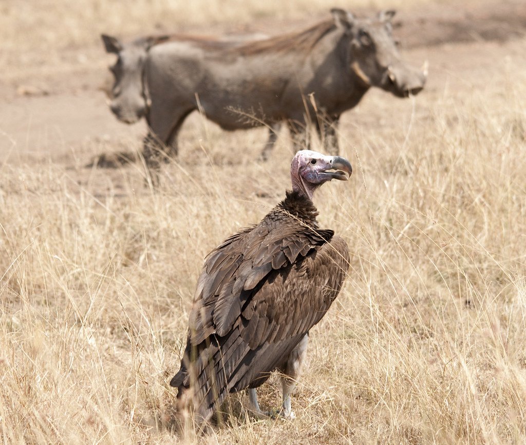 Африканский Ушастый гриф