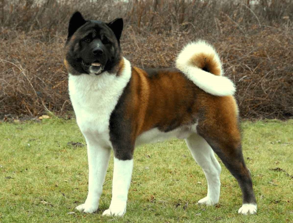 Американский Акито ину