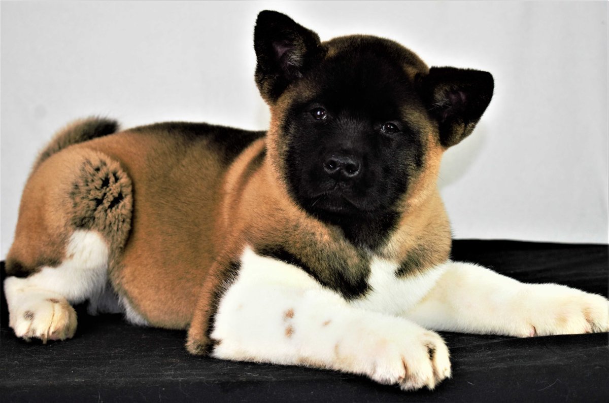 Американская Акита