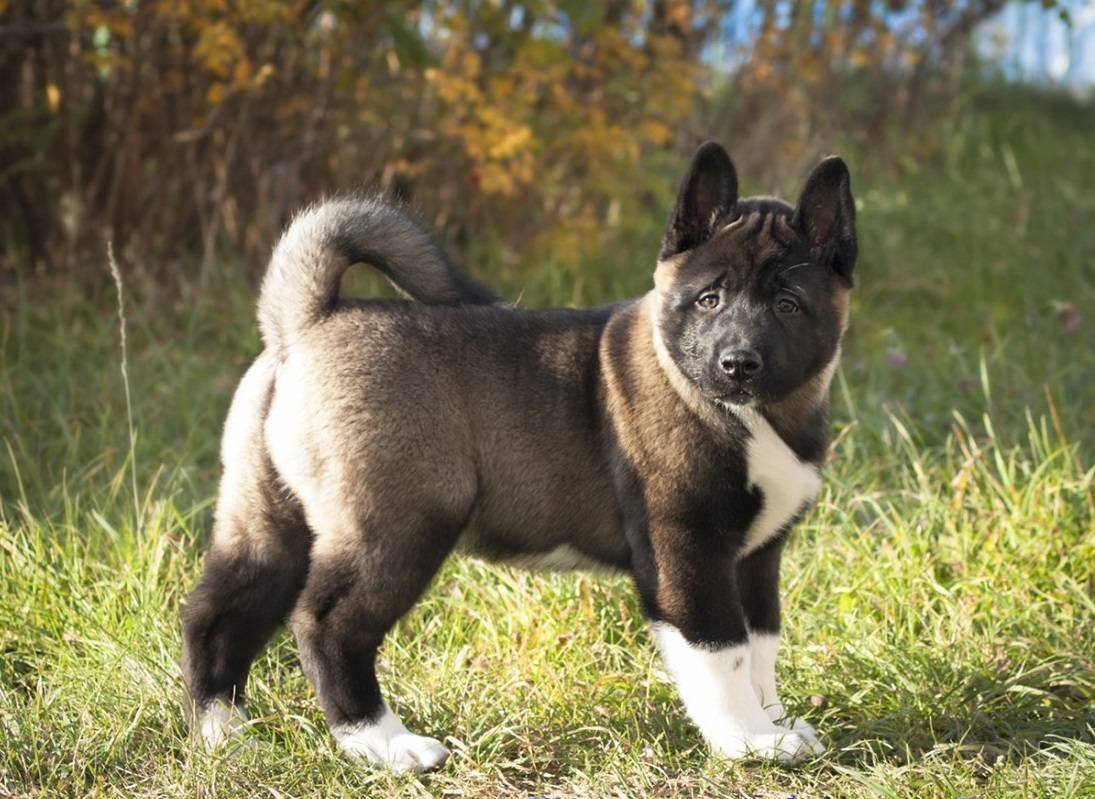 Порода собак американский Акита