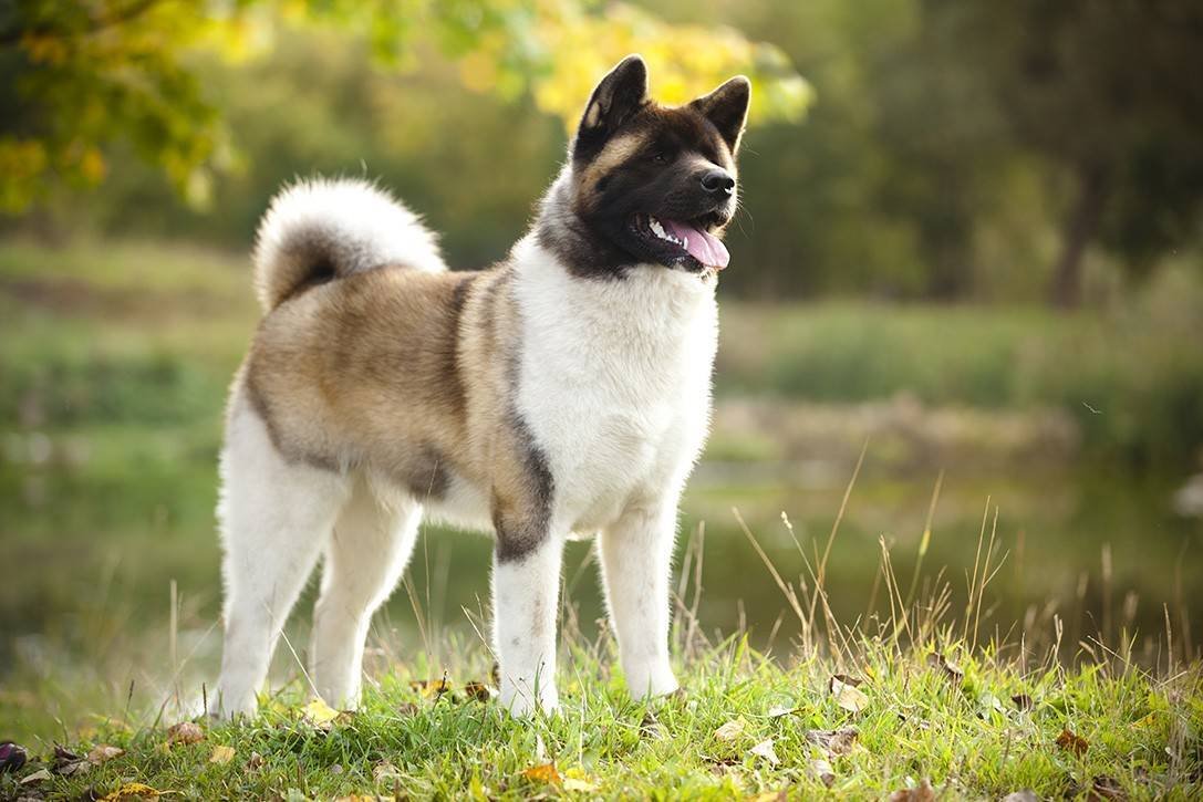 Американская Акита