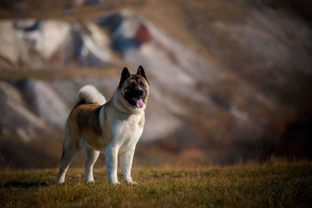Американская овчарка Акита