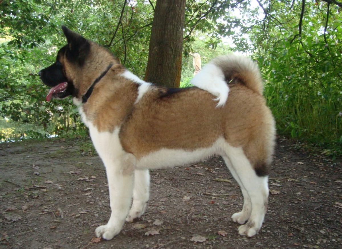 Порода собак американский Акита
