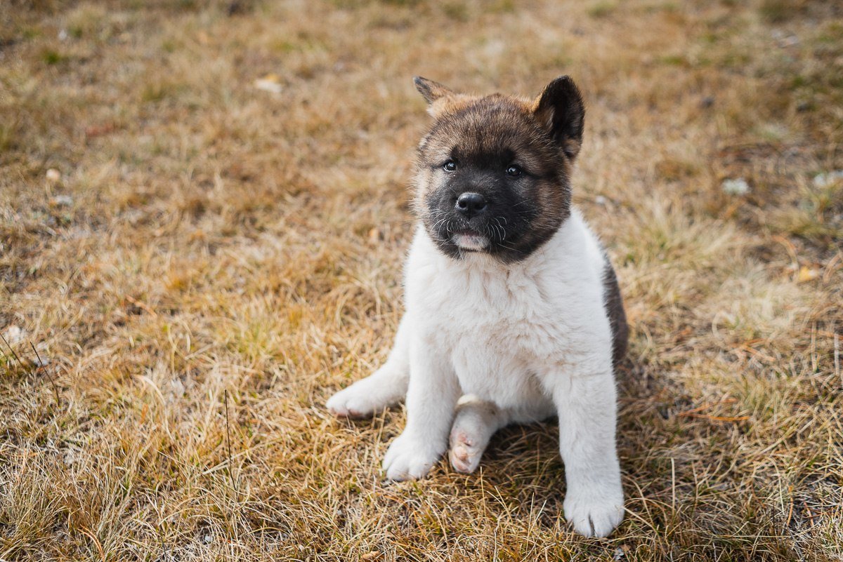 Американская Акита