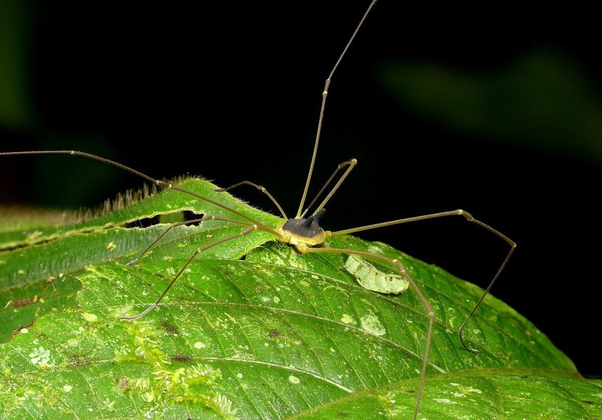 Сенокосец кролик