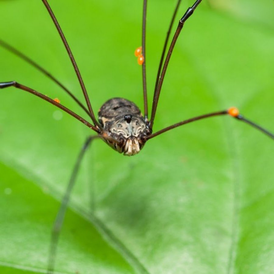 Паук кролик сенокосец