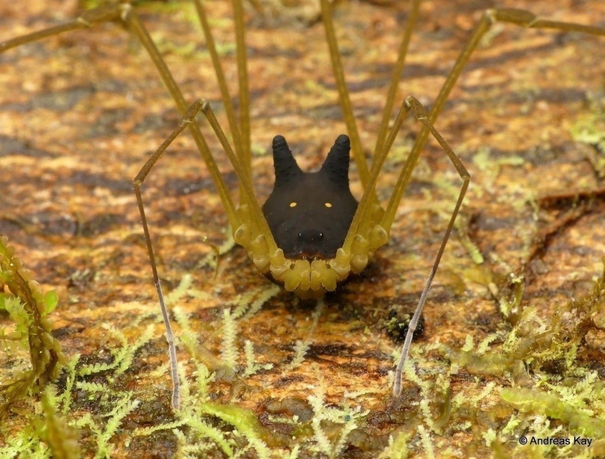 Сенокосец кролик