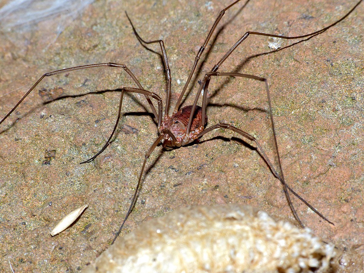 Отряд пауки сенокосцы