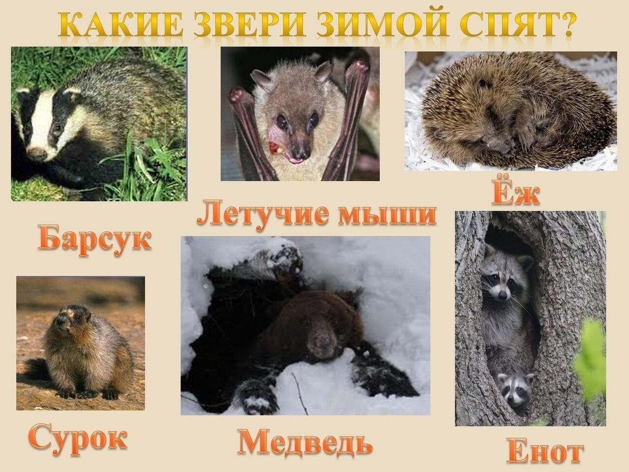 Впадает ли бобр в спячку зимой. Животные впадающие в спячку зимой в России. Животные которые спят зимой. Животные которые впадают в спячку зимой. Ка ие животные впадают в спячку.