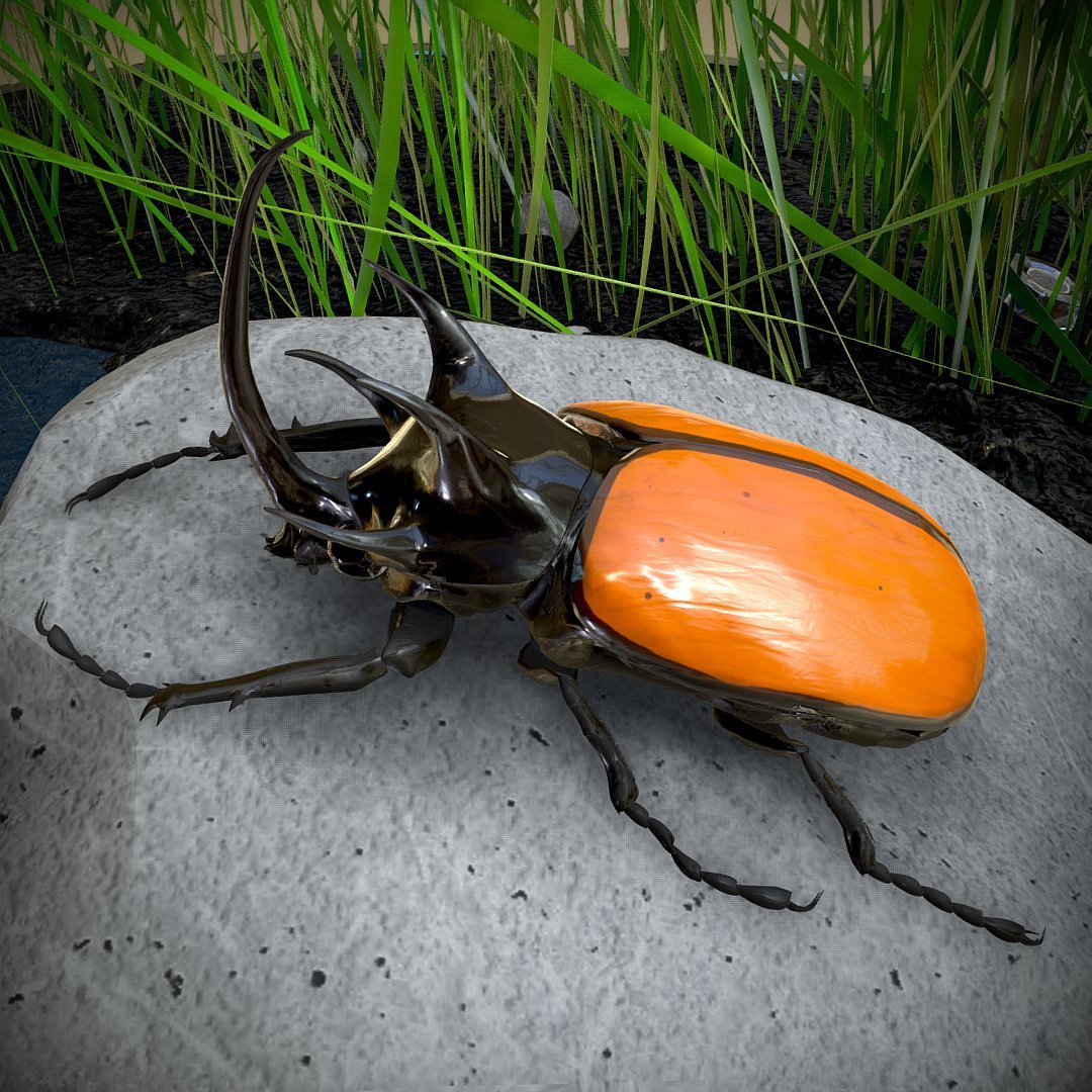 Dynastes Hercules Hercules