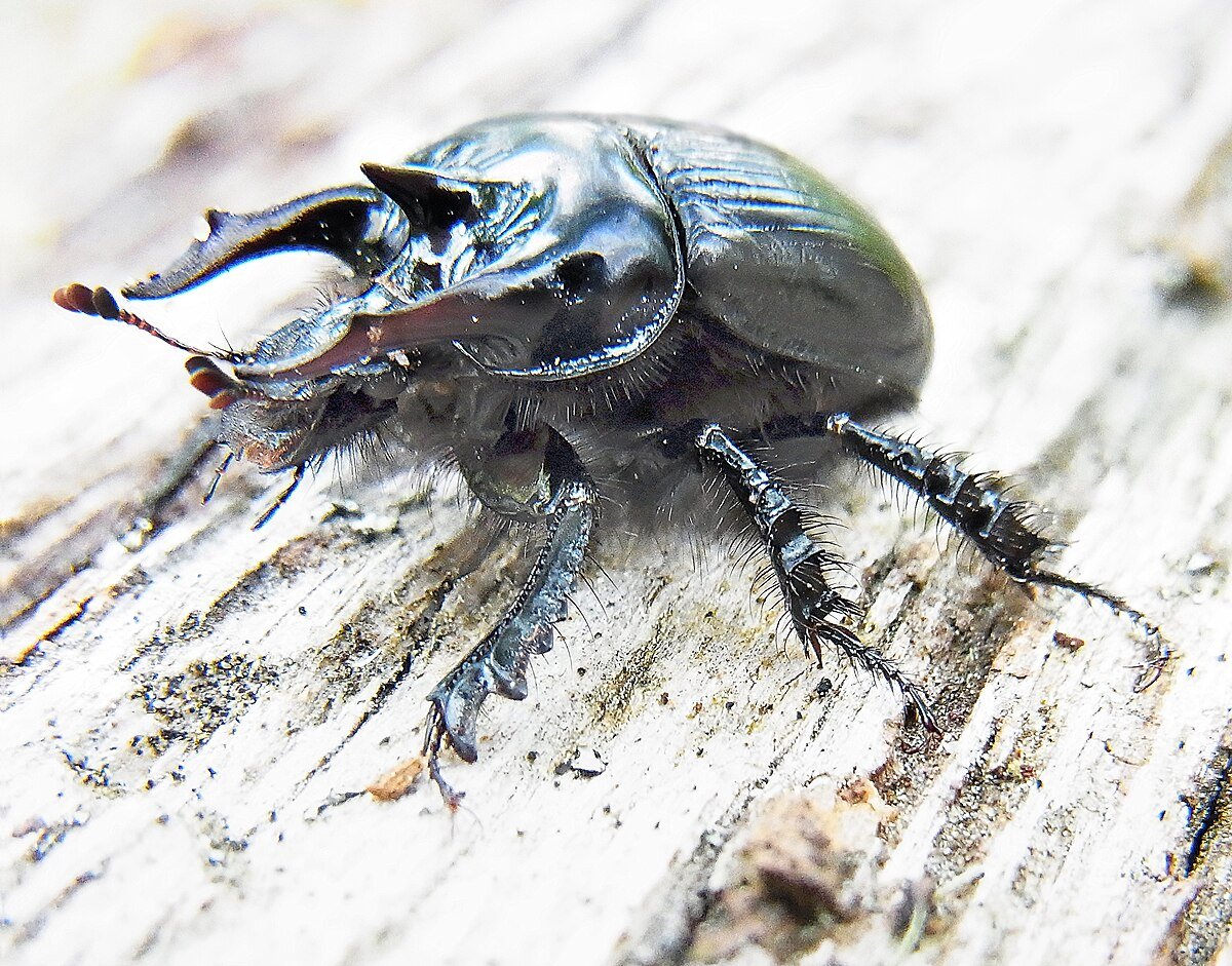 Навозник трёхрогий