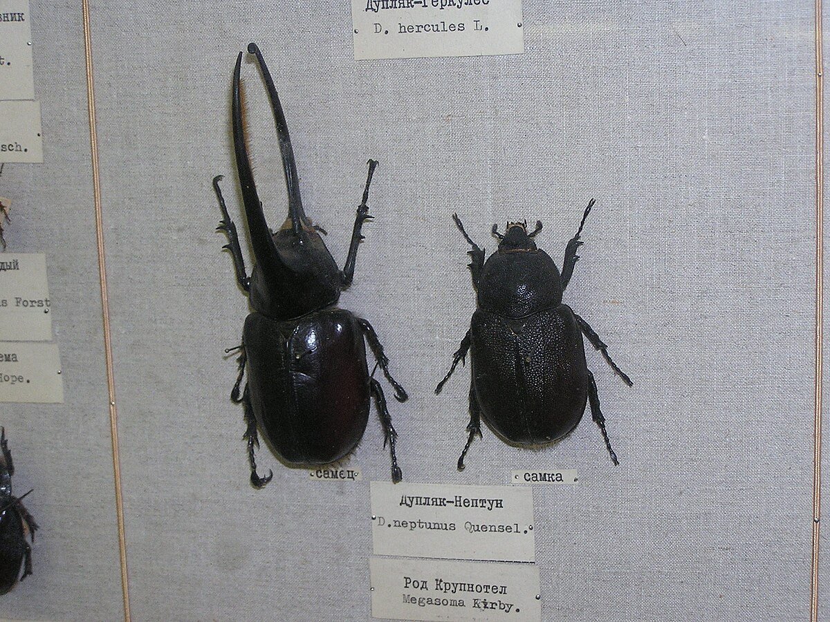 Neptunus препараты