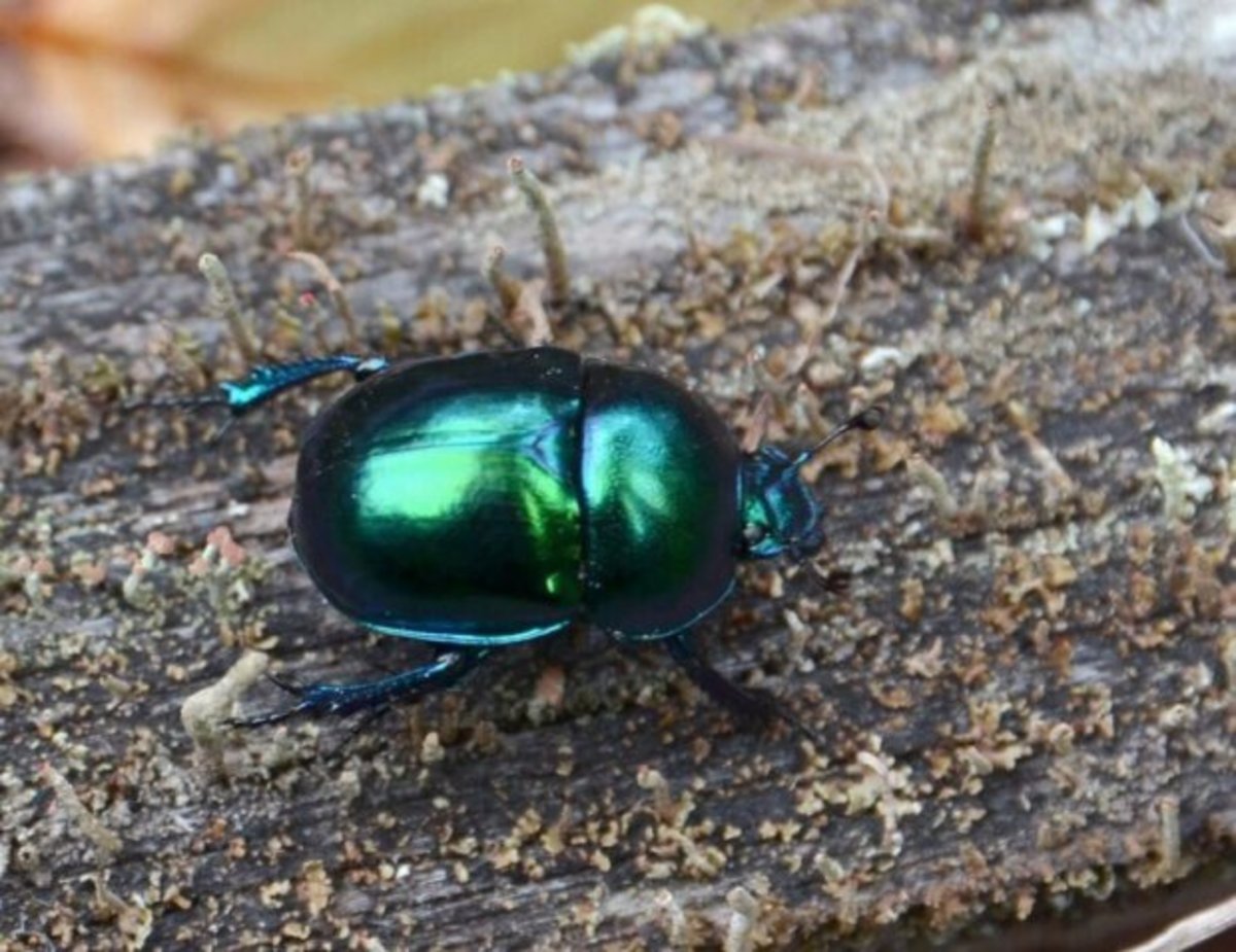 Навозник весенний (Trypocopris vernalis)