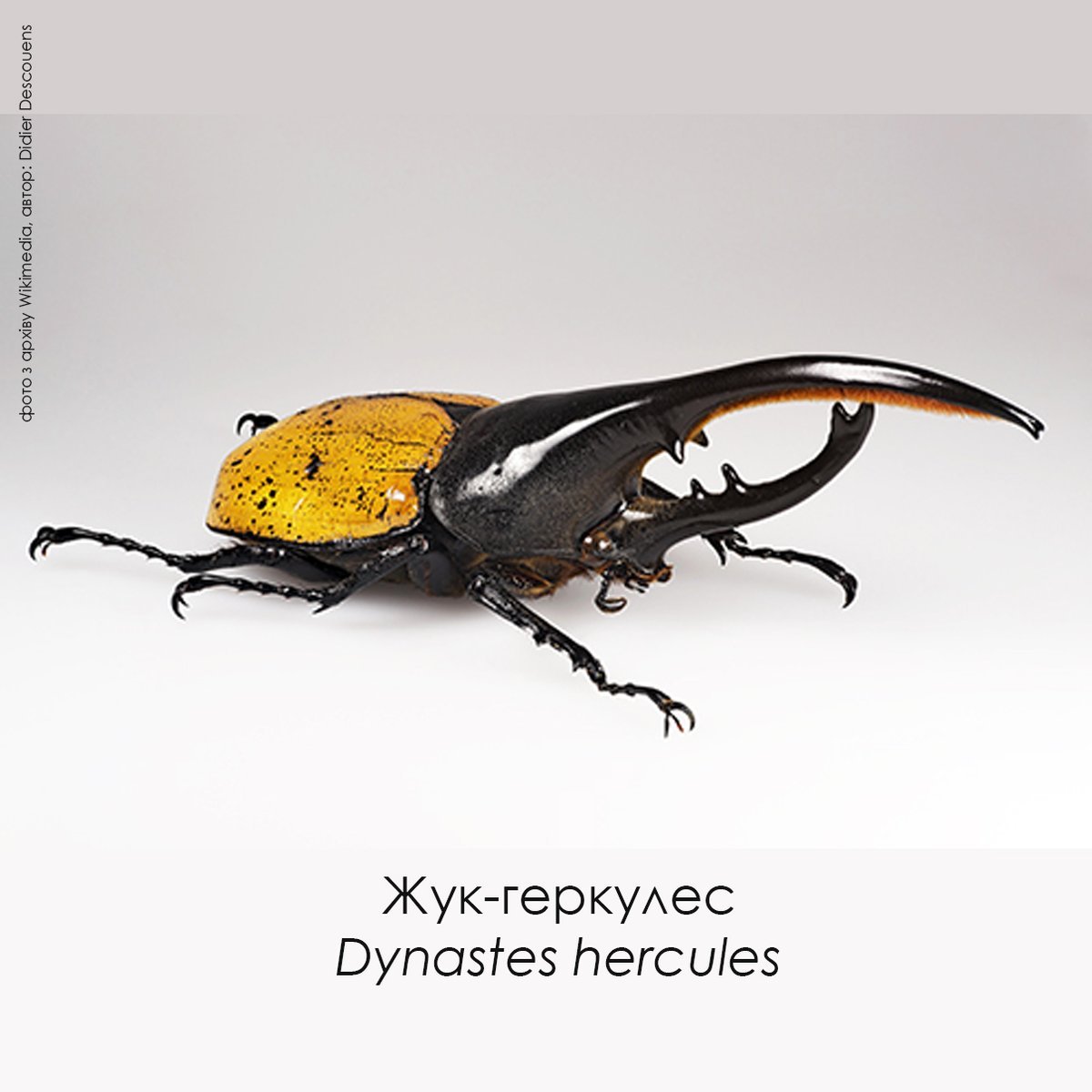 Жук Dynastes Satanas