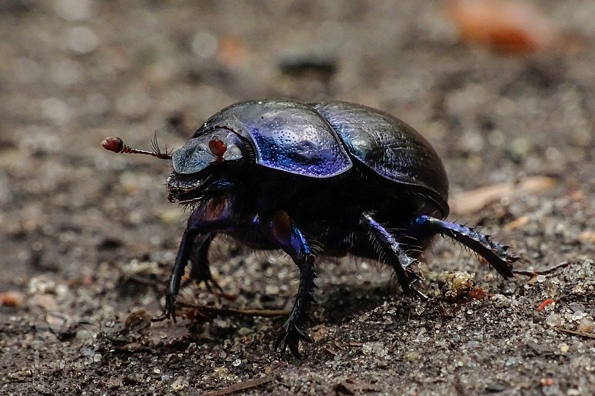 Жук-скарабей объект