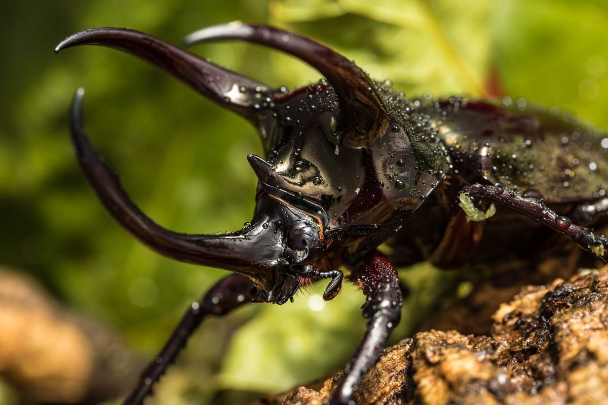 Жук носорог Дупляк