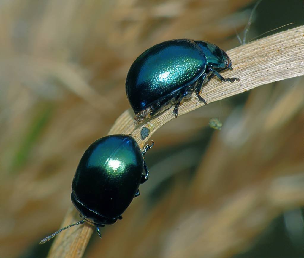 Листоед ивовый синий